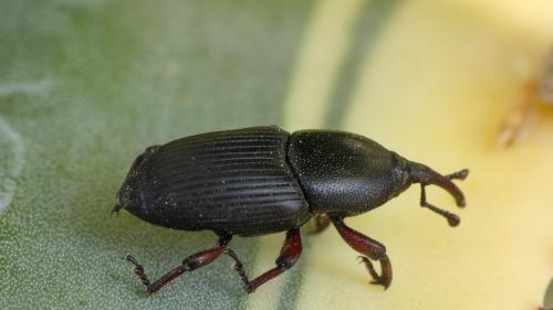 Scyphophorus acupunctatus